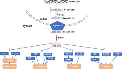 The Role and Mechanism of microRNA-1224 in Human Cancer